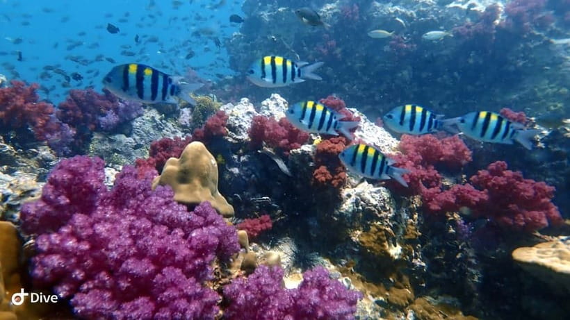 Phuket: Discover Scuba Diving to Racha Yai Island - Instructor and Guidance