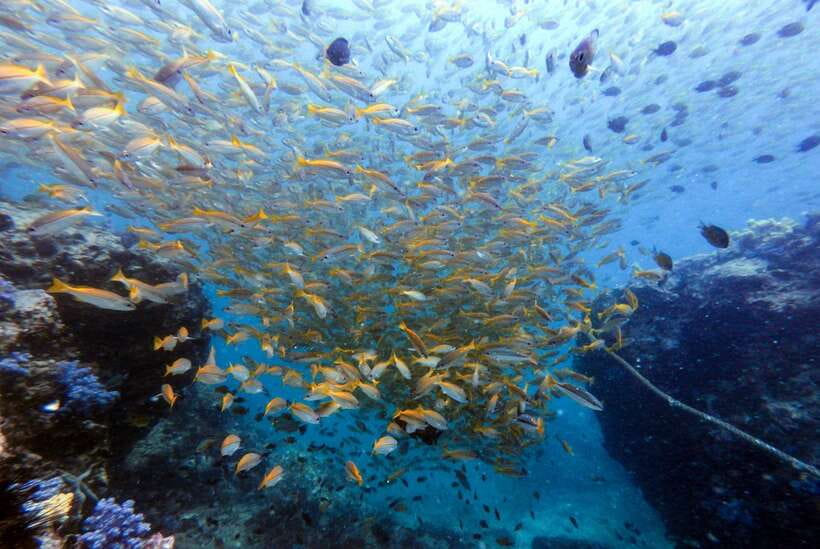Phuket: Discover Scuba Diving to Racha Yai Island - Customer Ratings and Highlights