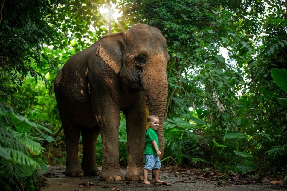Phuket: Elephant Care Camp Visit and Elephant Jungle Walk - Elephant Feeding Experience