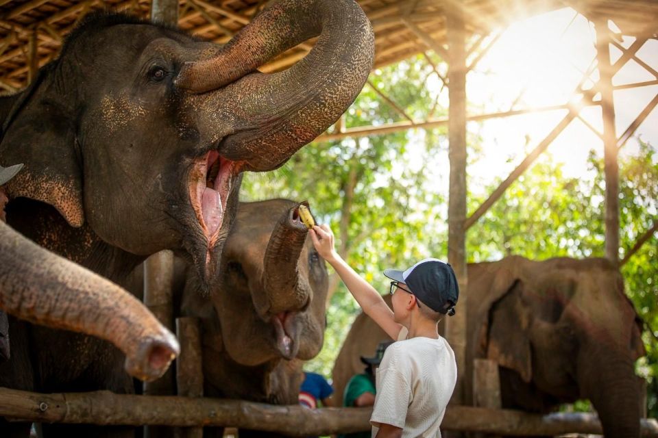 Phuket: Elephant Care Camp Visit and Elephant Jungle Walk - Guided Jungle Walk With Elephants