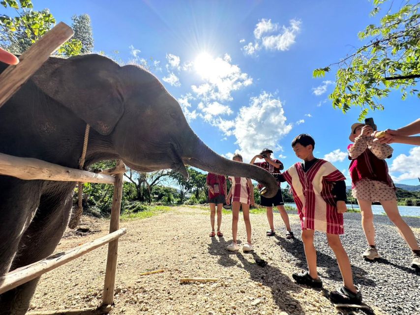 Phuket: Elephant Experience With Lunch or Dinner and Pickup - Meet and Feed Baby Elephants