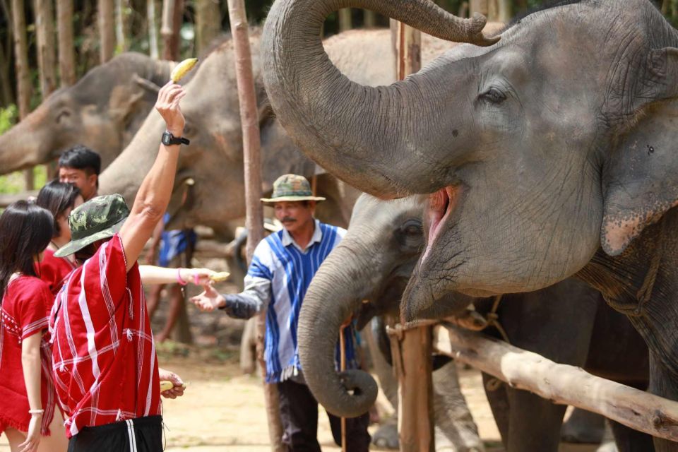 Phuket: Elephant Experience With Lunch or Dinner and Pickup - Mud Spa and Bathing Elephants