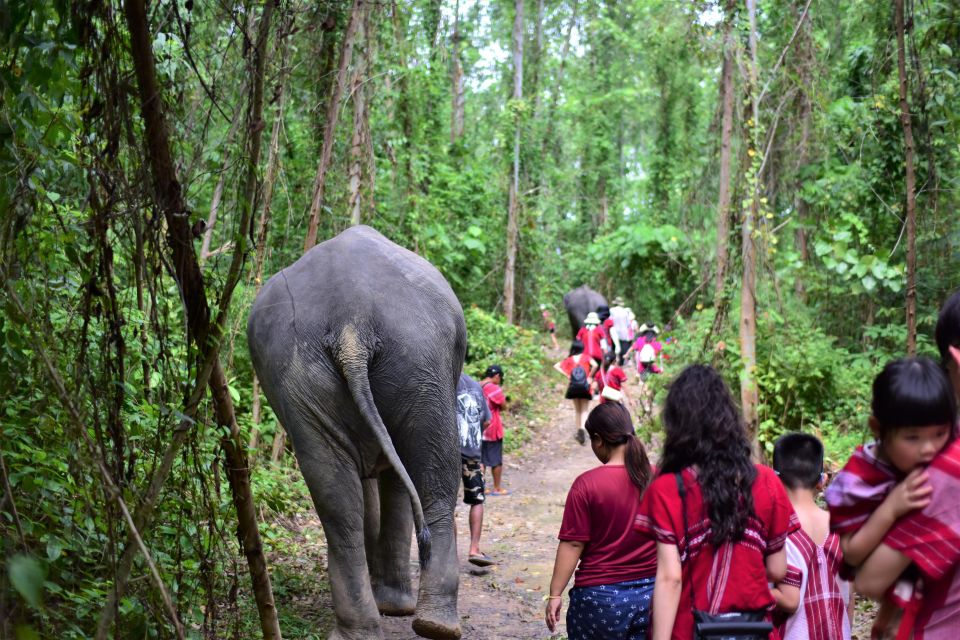 Phuket: Elephant Experience With Lunch or Dinner and Pickup - Included Amenities and Privileges