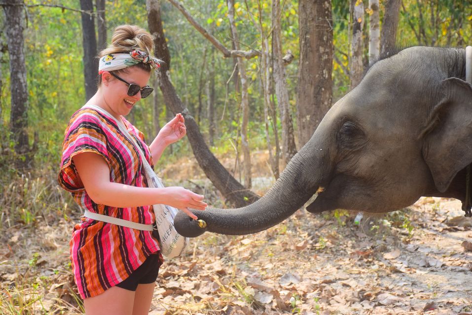 Phuket: Elephant Feeding Program - Feeding Activities