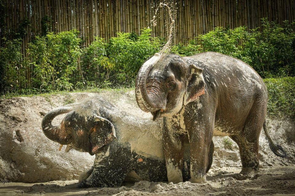Phuket: Elephant Jungle Sanctuary Watch Me Experience - Key Points
