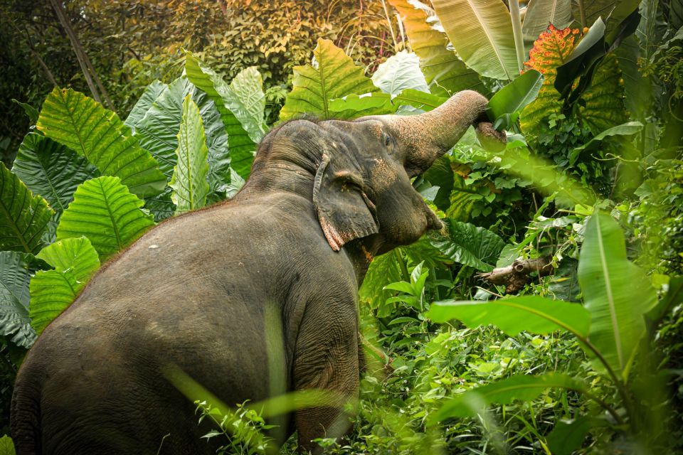 Phuket: Elephant Jungle Sanctuary Watch Me Experience - Elephant Observation