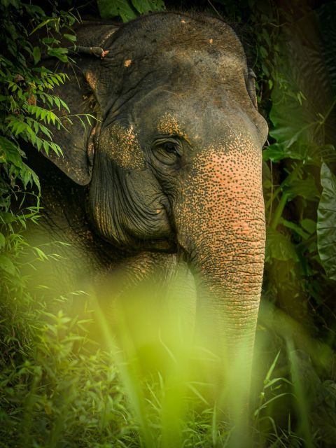 Phuket: Elephant Jungle Sanctuary Watch Me Experience - Elephant Feeding