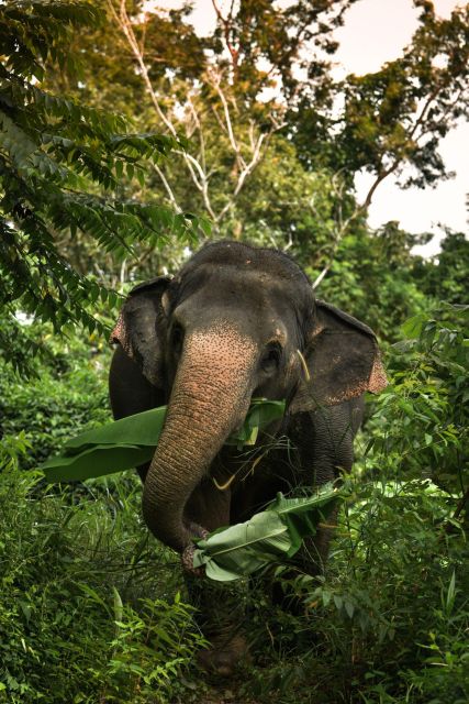 Phuket: Elephant Jungle Sanctuary Watch Me Experience - Herd Interactions