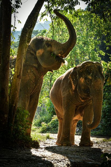 Phuket: Elephant Jungle Sanctuary Watch Me Experience - Frequently Asked Questions