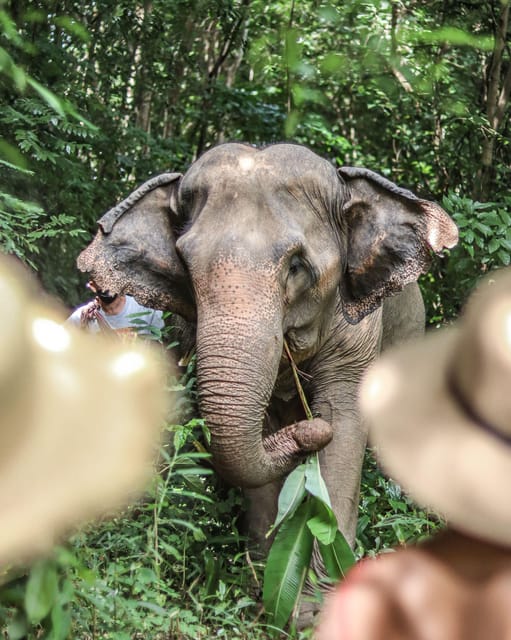 Phuket: Elephant Nature Reserve Entry Ticket and Guided Tour - Guided Tour Highlights