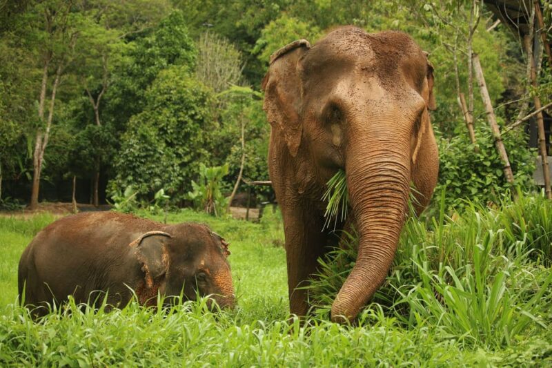 Phuket: Elephant Nature Reserve Entry Ticket and Guided Tour - Important Information and Recommendations