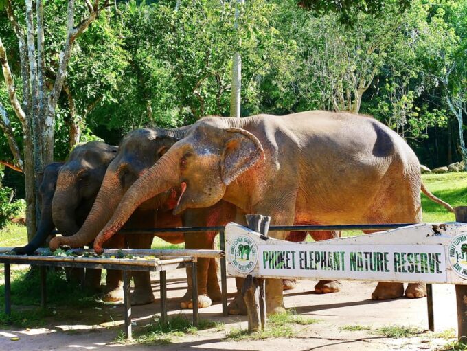 Phuket: Elephant Nature Reserve Entry Ticket and Guided Tour - Frequently Asked Questions