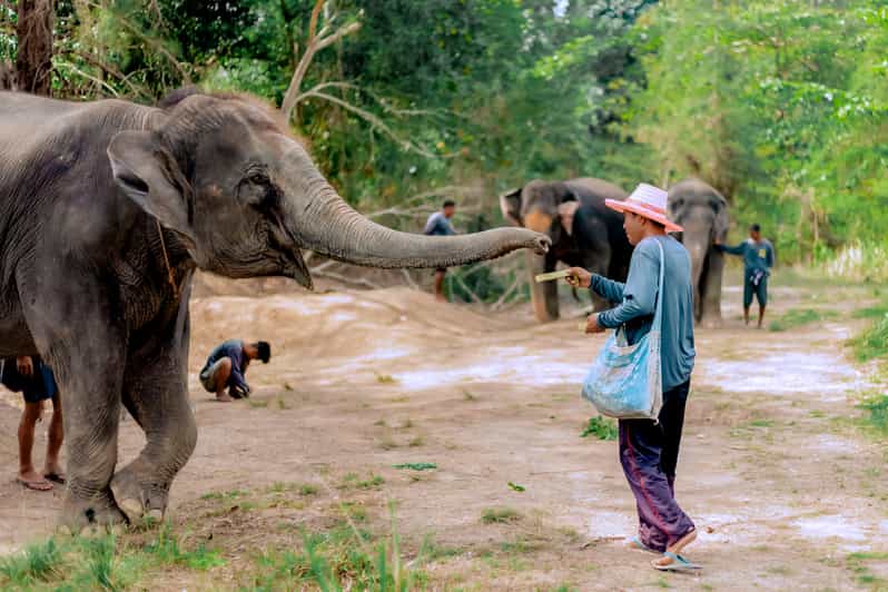 Phuket: Elephant Sanctuary Gentle Giants Feeding Adventure - Key Points
