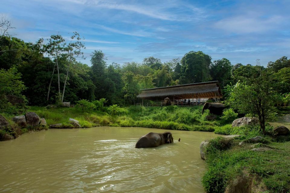 Phuket: Elephant Sanctuary Guided Tour With Hotel Transfers - Sanctuary Conservation