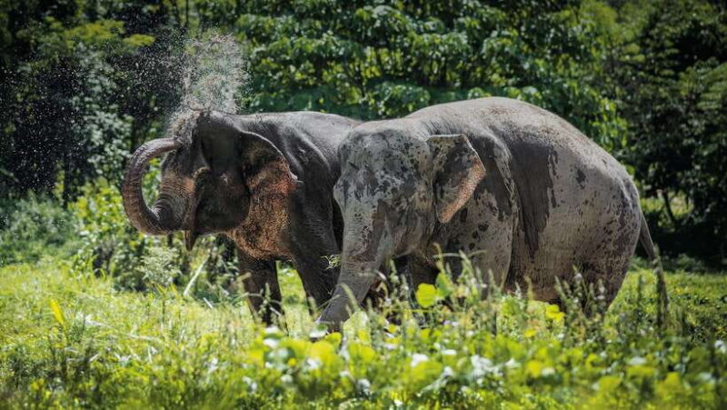 Phuket Elephant Sanctuary: Half-Day With Vegetarian Meal - Key Points