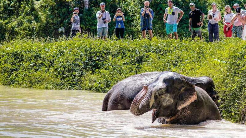 Phuket Elephant Sanctuary: Half-Day With Vegetarian Meal - Sanctuary Highlights and Activities