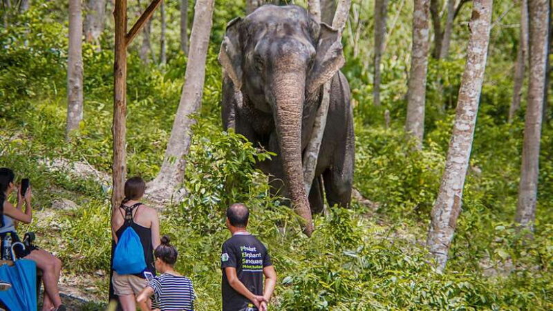 Phuket Elephant Sanctuary: Half-Day With Vegetarian Meal - Ethical Commitment to Animal Welfare