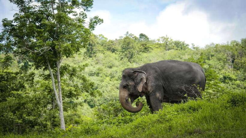 Phuket Elephant Sanctuary: Half-Day With Vegetarian Meal - Visitor Feedback and Experiences