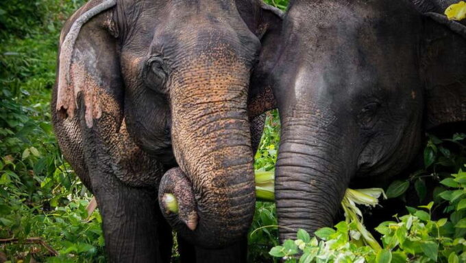 Phuket Elephant Sanctuary: Half-Day With Vegetarian Meal - Sanctuarys Commitment to Sustainable Tourism