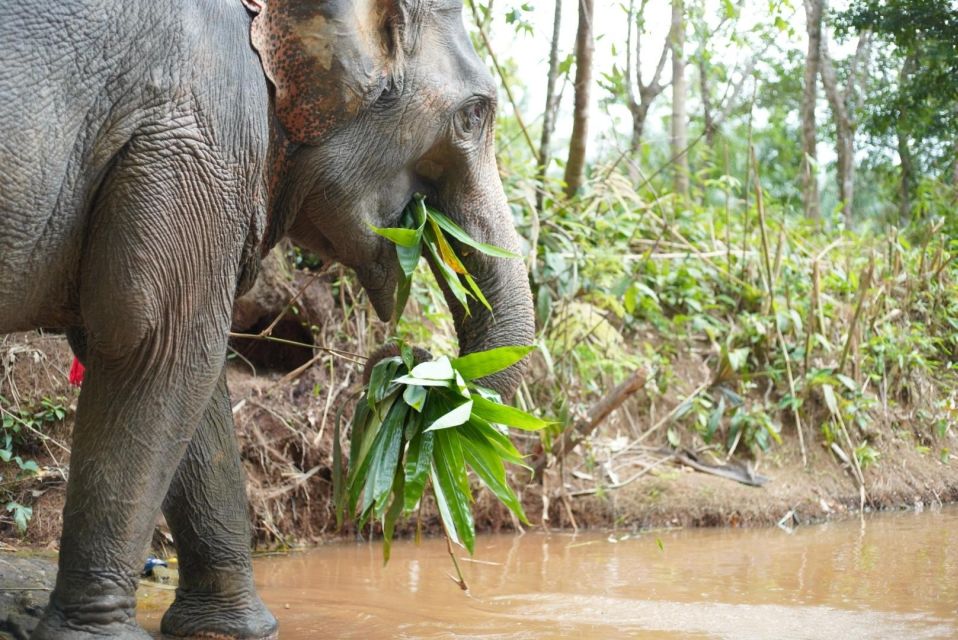 Phuket: Elephant Sanctuary Tour, Cooking Class & Lunch - Key Points