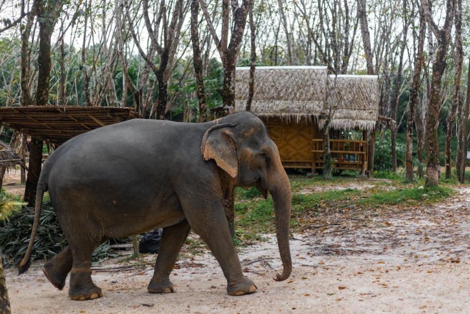 Phuket: Elephant Sanctuary Tour, Cooking Class & Lunch - Included in the Tour