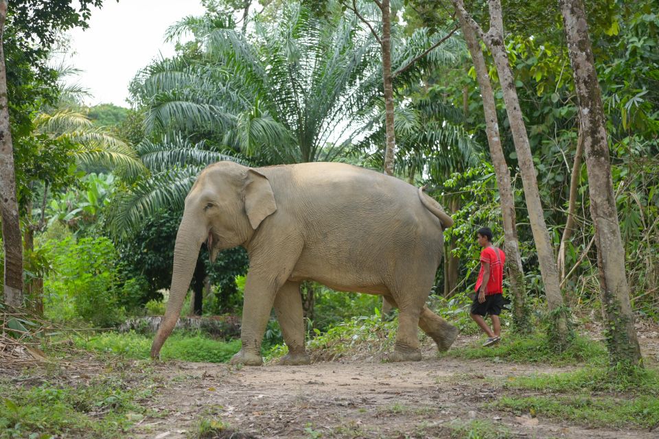 Phuket: Elephant Sanctuary Tour, Cooking Class & Lunch - Important Information