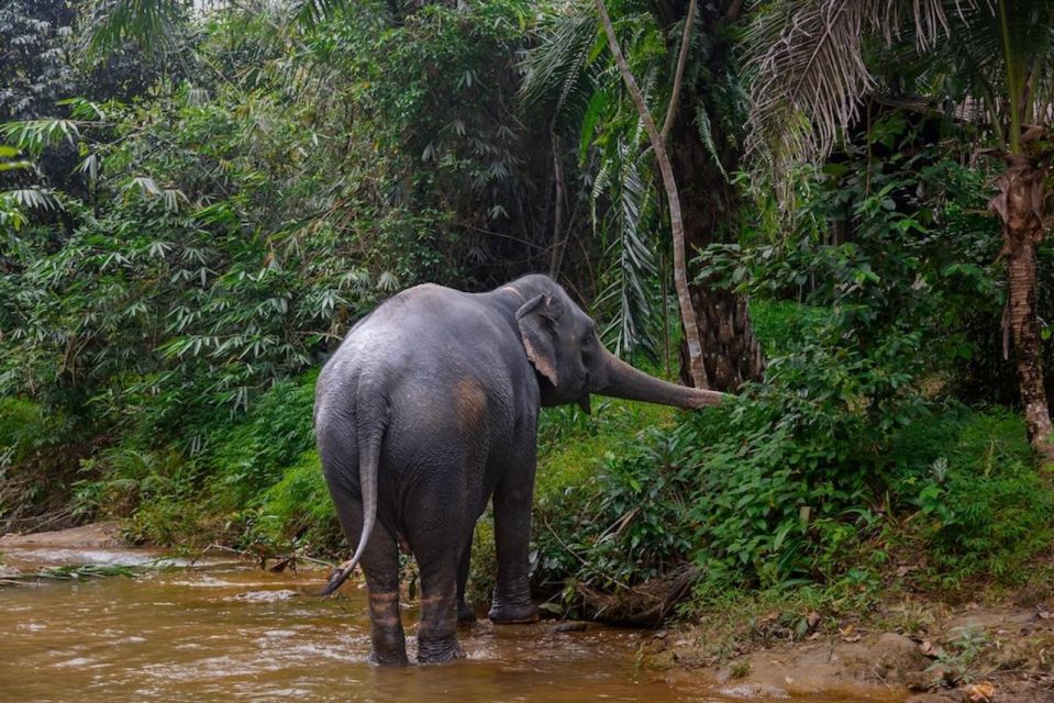 Phuket: Elephant Sanctuary Tour, Cooking Class & Lunch - Pickup and Drop-off