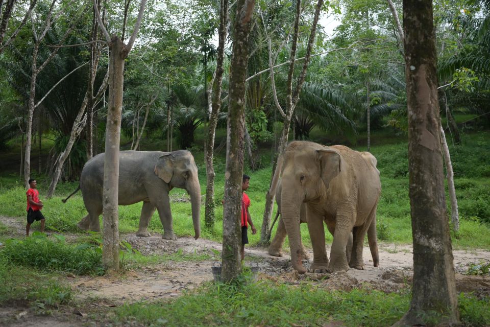 Phuket: Elephant Sanctuary Tour, Cooking Class & Lunch - Transport and Guides
