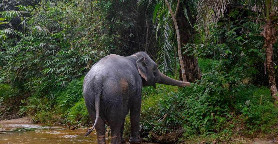 Phuket: Elephant Sanctuary Tour, Cooking Class & Lunch - Thai Cooking Class