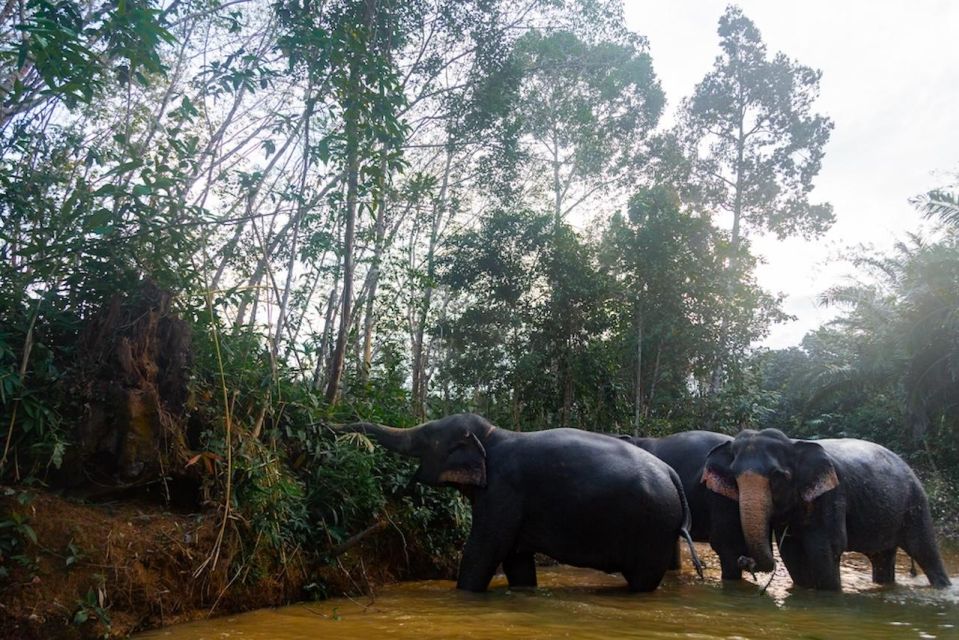 Phuket: Elephant Sanctuary Tour, Cooking Class & Lunch - Frequently Asked Questions