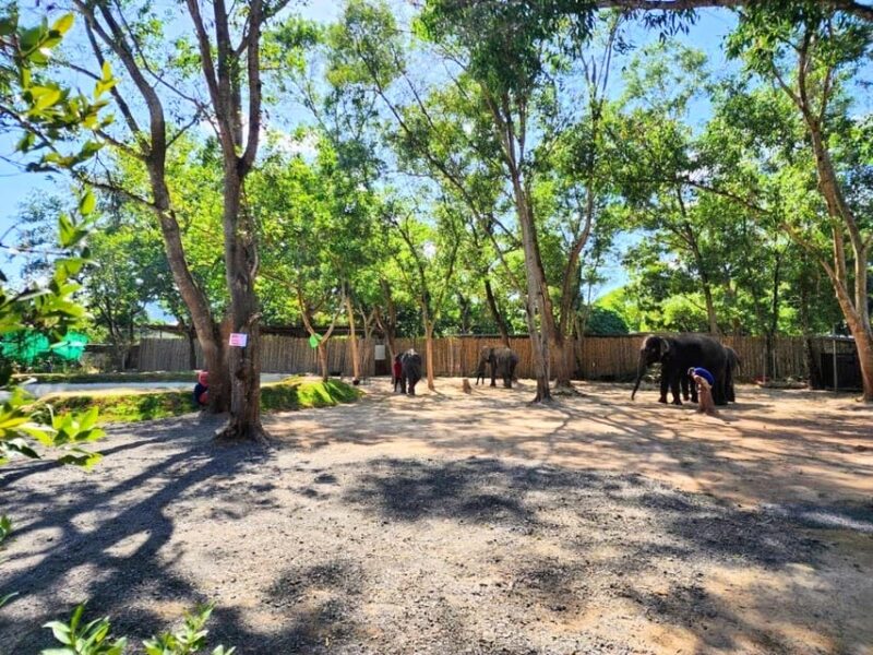 Phuket: Feeding Elephants at Phuket Elephant Care - Cancellation Policy