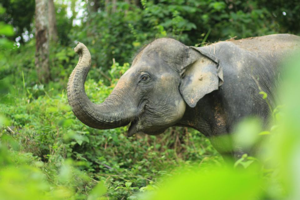 Phuket: Half-Day Elephant Explorer at Phuket Elephant Care - Key Points