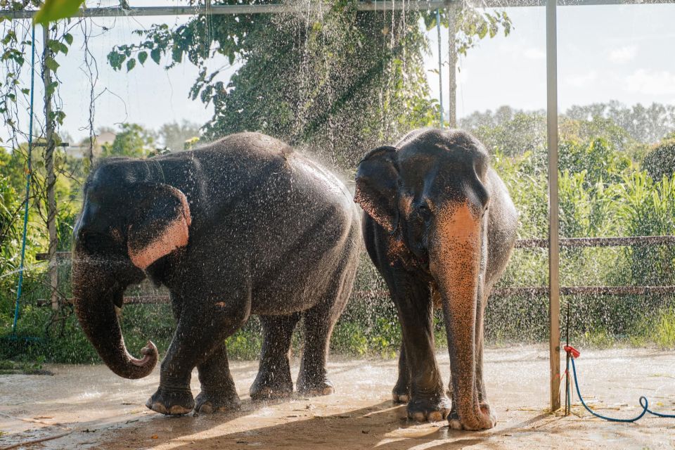 Phuket: Half-Day Elephant Explorer at Phuket Elephant Care - Sanctuary Highlights