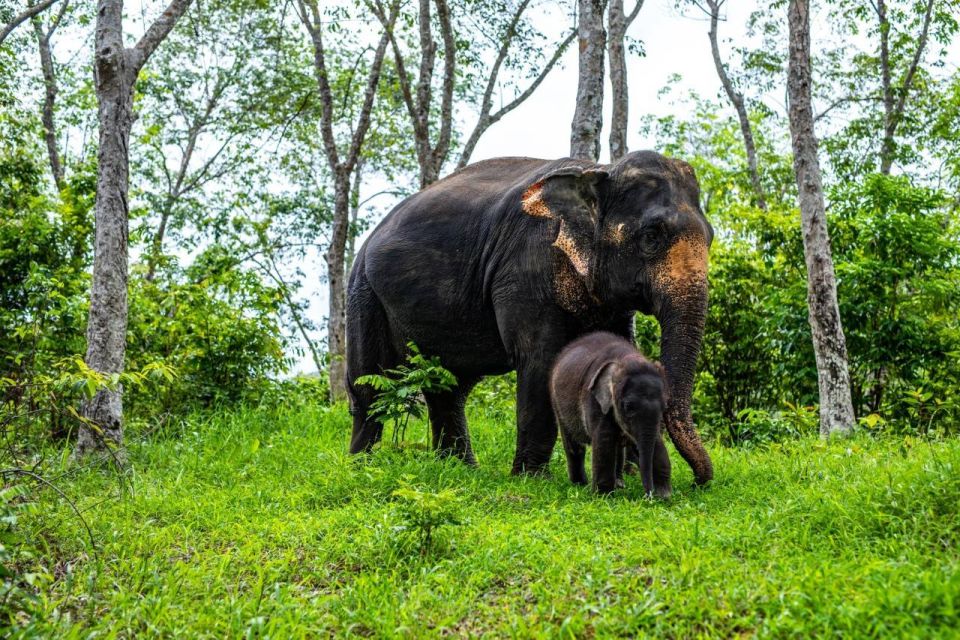Phuket: Half-Day Elephant Explorer at Phuket Elephant Care - Getting There