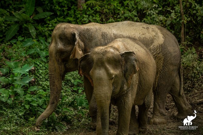 Phuket: Hidden Forest Elephant Reserve Guided Tour With Lunch - Good To Know