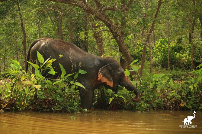 Phuket: Hidden Forest Elephant Reserve Guided Tour With Lunch - Preparing for Your Visit