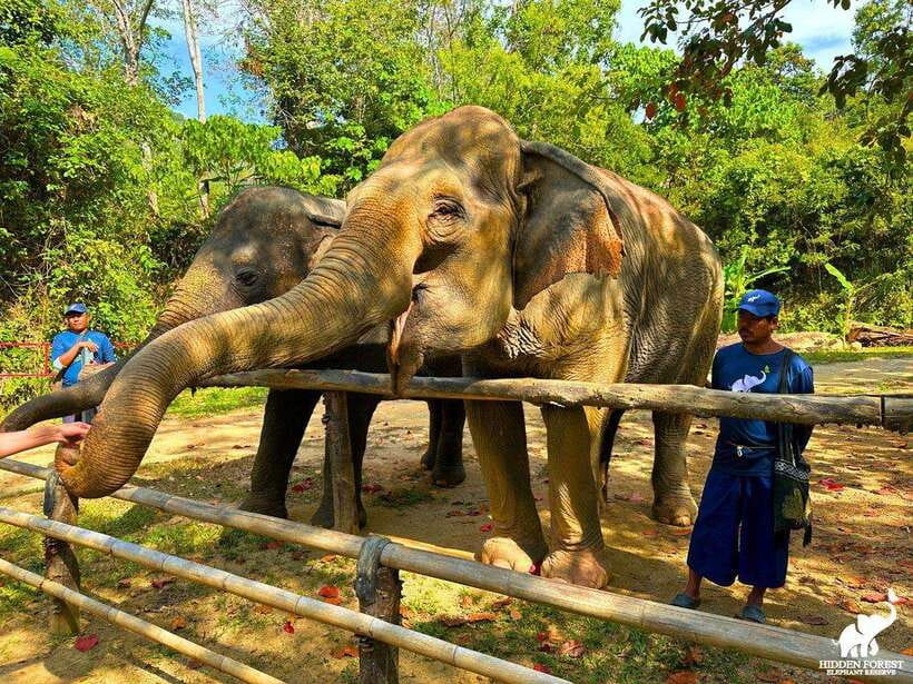 Phuket: Hidden Forest Elephant Reserve With Meal & Transfer - Key Points
