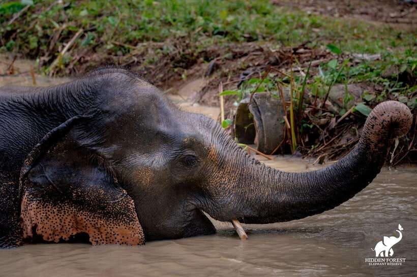 Phuket: Hidden Forest Elephant Reserve With Meal & Transfer - Overview of the Hidden Forest Elephant Reserve
