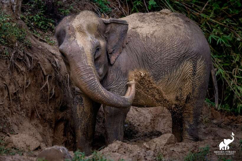 Phuket: Hidden Forest Elephant Reserve With Meal & Transfer - Itinerary Highlights