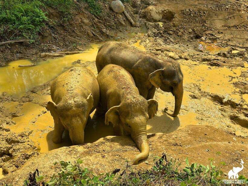 Phuket: Hidden Forest Elephant Reserve With Meal & Transfer - Dining Experience at the Reserve