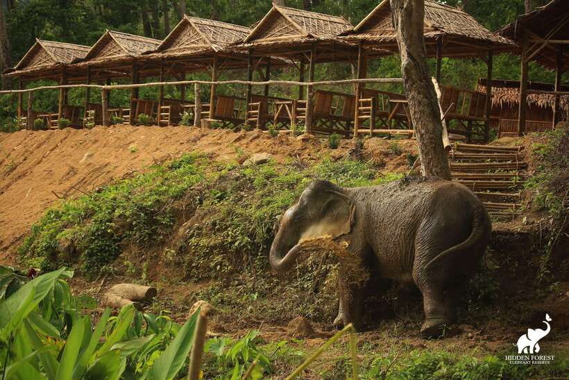 Phuket: Hidden Forest Elephant Reserve With Meal & Transfer - Visitor Reviews and Experiences