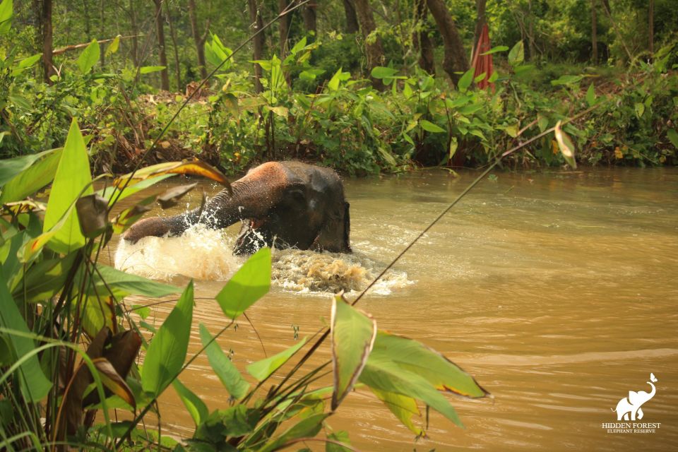 Phuket: Hidden Forest Elephant Reserve With Meal & Transfer - Important Information for Guests