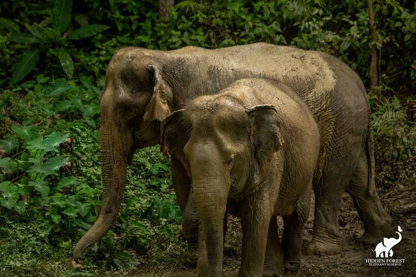 Phuket: Hidden Forest Elephant Reserve With Meal & Transfer - Booking and Pricing Details