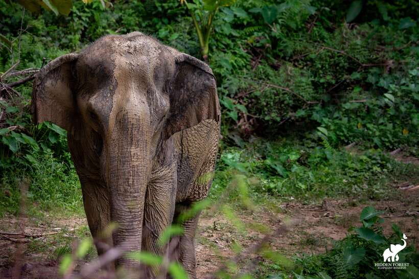 Phuket: Hidden Forest Elephant Reserve With Meal & Transfer - Frequently Asked Questions