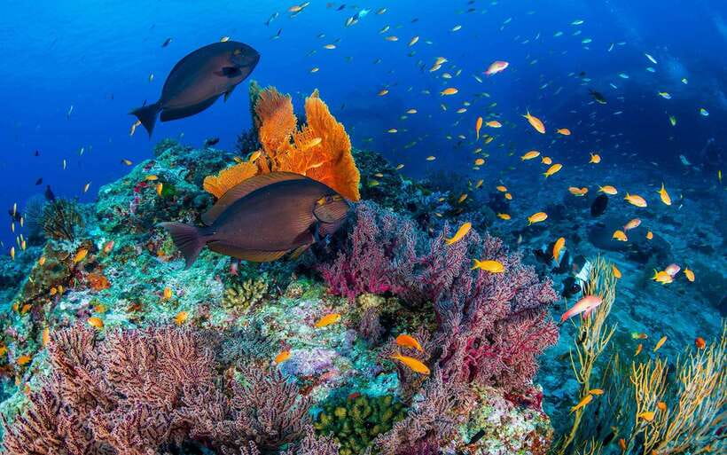 Phuket/Khao Lak: Similan Island Adventure Tour - Customer Reviews
