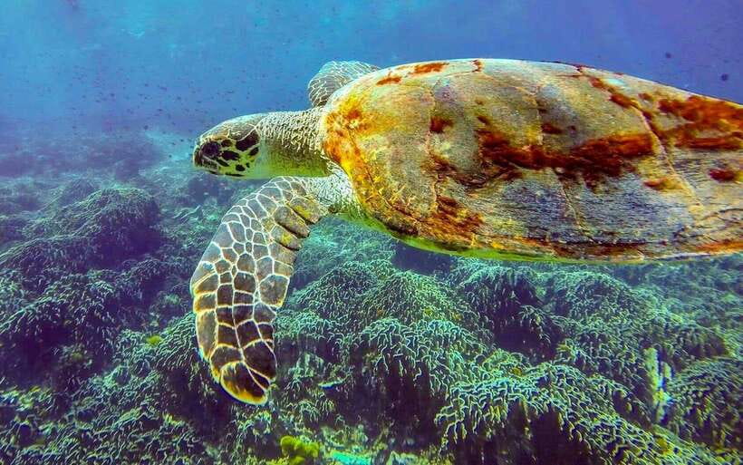 Phuket/Khao Lak: Similan Island Adventure Tour - Booking Information