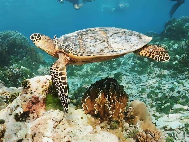 Phuket/Khao Lak: Similan Islands Boat Trip With 3 Meals - Safety and Environmental Guidelines