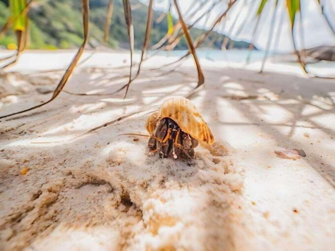 Phuket/Khao Lak: Similan Islands Boat Trip With 3 Meals - Why Choose the Similan Islands Tour