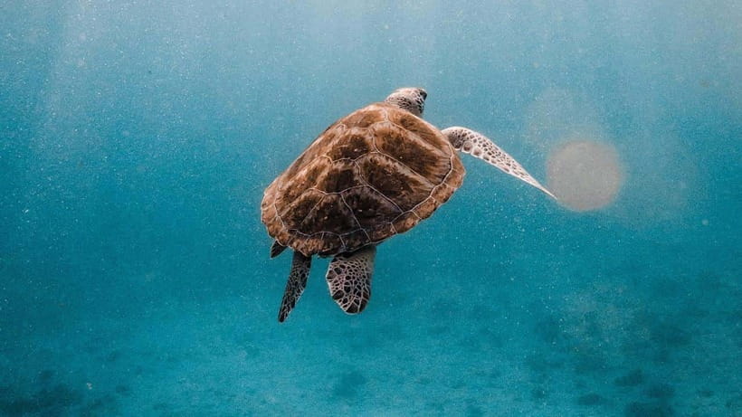 Phuket/Khao Lak: Similan Islands Catamaran Trip With Lunch - Daily Itinerary and Activities