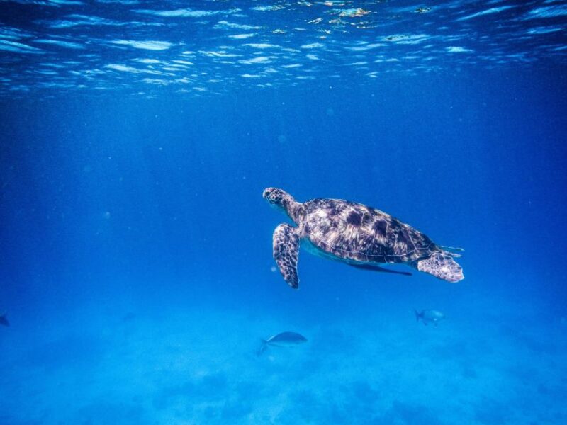 Phuket/Khao Lak: Speedboat Snorkel Tour to Similan Islands - Important Information